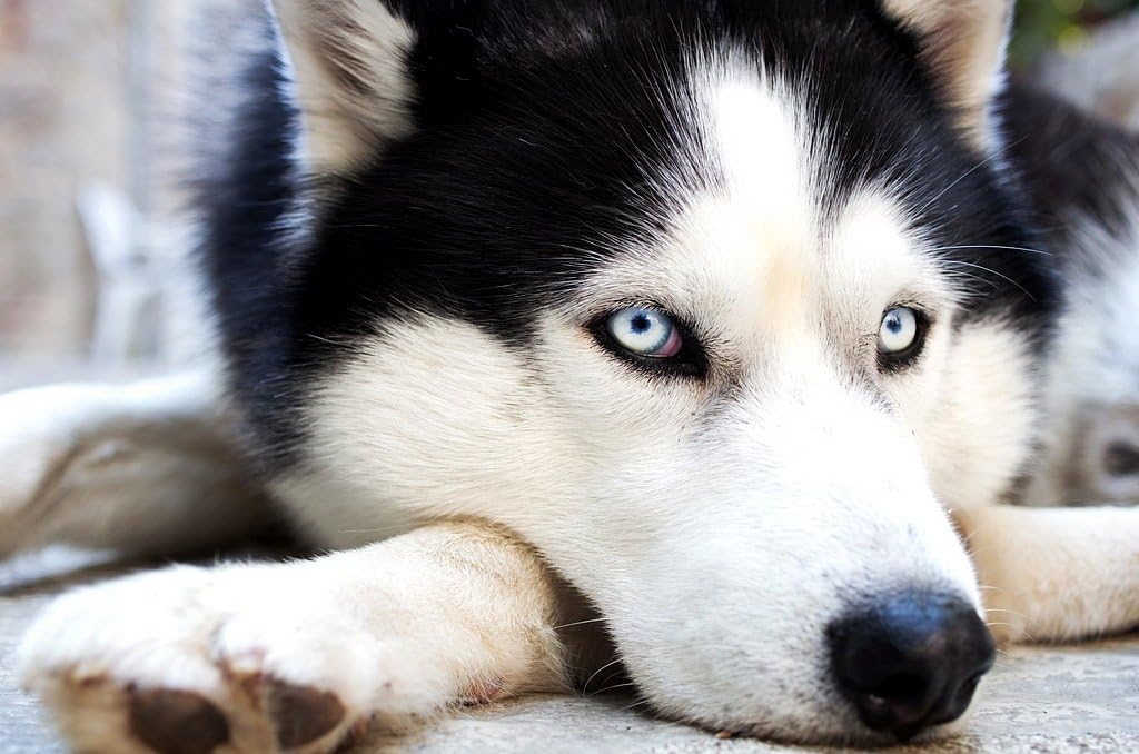 Husky de Sibérie, gros plan, yeux bleus expressifs au repos